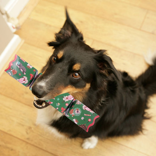 Pet Christmas Crackers: Spoil Your Furry Friends This Festive Season - Christmas Cracker Warehouse