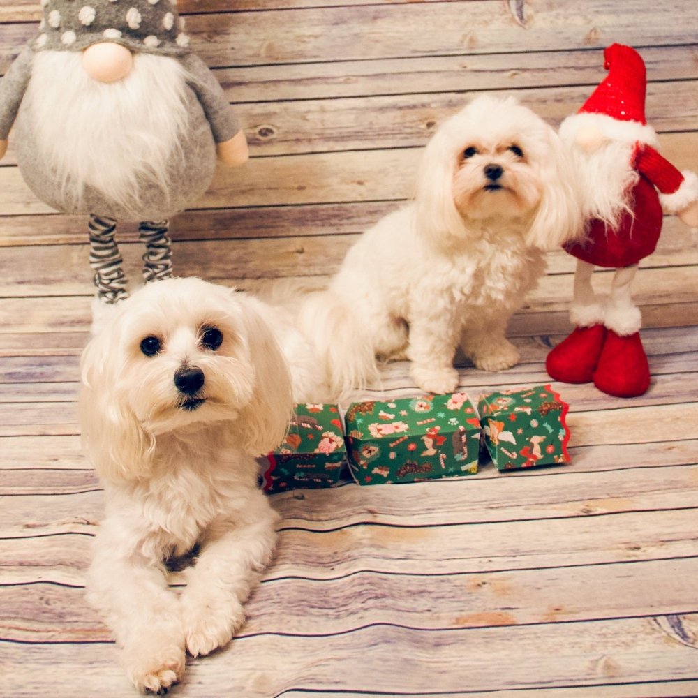 Dog Christmas Cracker by Celebration Crackers - Christmas Cracker Warehouse